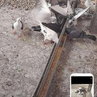 دونه ای 400 همه باهم 8500