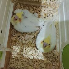 عروس هلندی/طوطی