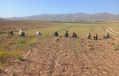 اجاره زمین کشاورزی نورال در واگذاری زمین