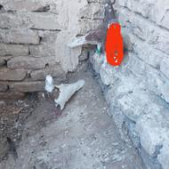 دو تا کفتر هوایی