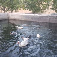 اردک 6 عدد 7 ماهه