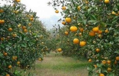 فروش خونه باغ 4000 متر در دراز محله