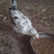مرغ گلین نژادکرچ شو