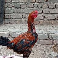 خروس لاری افغان ، دانگ بالا