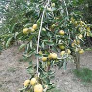 خرمالو سردرختی