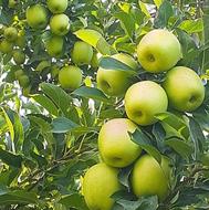 اجاره ی باغ سیب درجه یک