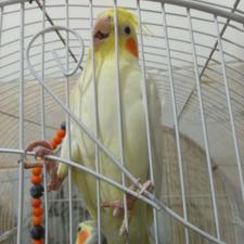 فروش عروس هلندی