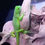 ایگوانا خوش رنگ نر
