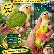 گرینچیک سرلاکی