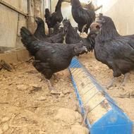 جوجه مرغ ایام سمانی اندونزی سیاه
