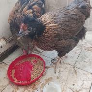 مرغ و خروس دو ماهه