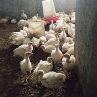 جوجه بوقلمون بیوتی