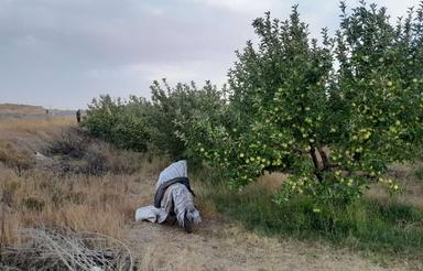 باغ در بر کمربندی