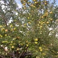 فروش سیب سر زمین