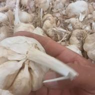 سیر درجه یک همدان مخصوص بذر و ترشی و خوراک
