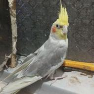 عروس هلندی نرو ماده مولد صددرصد
