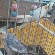 عروس هلندی سخنگو