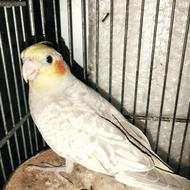 عروس هلندی ماده جوان 6ماهه