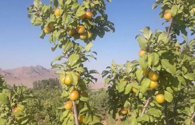 باغ مناسب جهت استفاده