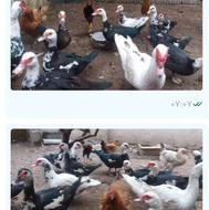 اردک خارجی اسرائیلی
