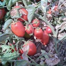 گوجه فرنگی برای ربی
