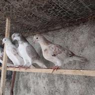 سه طوق جوجه کبوتر پرشی