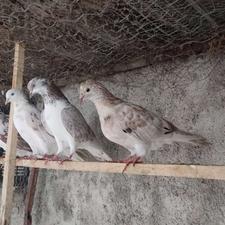 سه طوق جوجه کبوتر پرشی