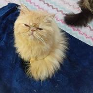 بچه گربه پرشین