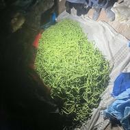 لوبیا سبز مراغه