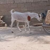 بز دوقلوزاو شیری