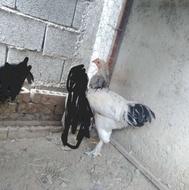 فروش خروس جوان برهما