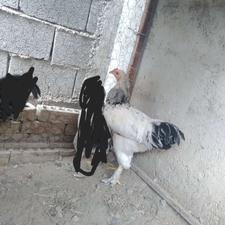 فروش خروس جوان برهما