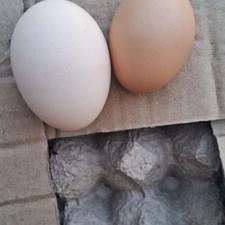 خریدار تخم مرغ بومی