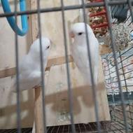 فروش یک جفت طوطی برزیلی