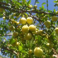 خواهان کارگر برای سیب چینی