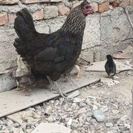 مرغ جوجه دار