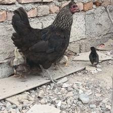 مرغ جوجه دار