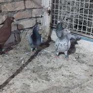 کبوتر فروشی