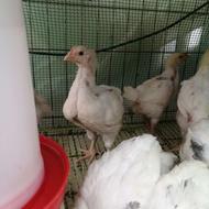 جوجه مرغ گوشتی
