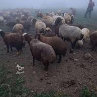 به یه کارگر چوپان نیازمندم