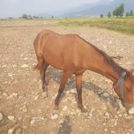 یک عدد اسب 2ساله ترکمنی بسیاراصیل وزیبا برای فروش