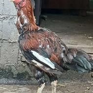 خروس لاری و مرغ لاری