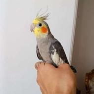 جوجه عروس نر سخنگو دستی