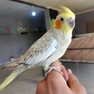 عروس فول اهلی