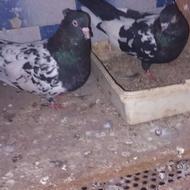 کبوتر سینه سیاه کاکلی درشت