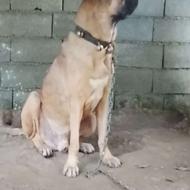 سراب با یک خط خونی