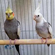 دوتا عروس هلندی نر