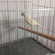 قناری ماده باکره مناسب جفت سهره