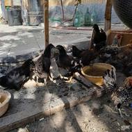 مرغ وخروس تخم گذار
