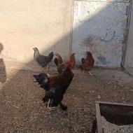 خروس و مرغ محلی